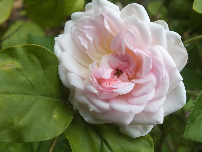  photo Psyche_zpsb3f92e33.jpg